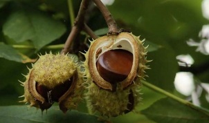 o uso de castañas para o tratamento da prostatite