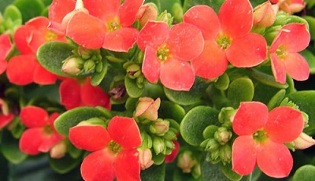 Kalanchoe para o tratamento da prostatite crónica